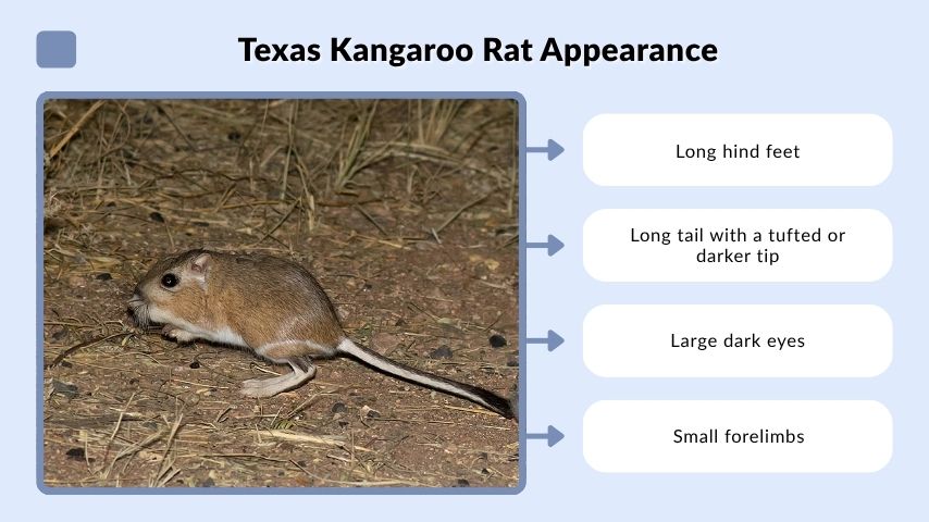 Texas Kangaroo Rat Appearance