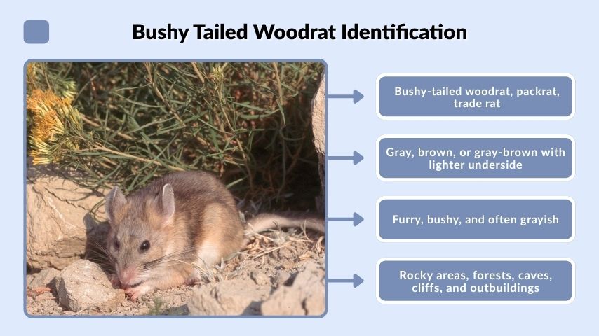 Bushy Tailed Woodrat Identification