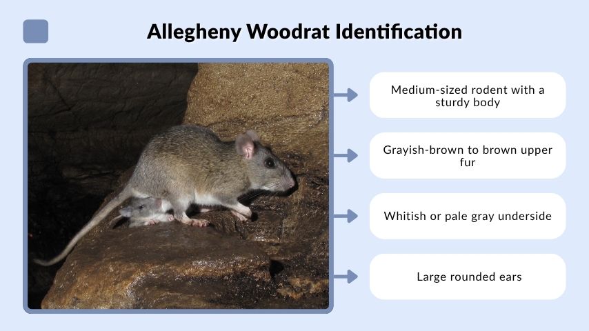 Allegheny Woodrat Identification