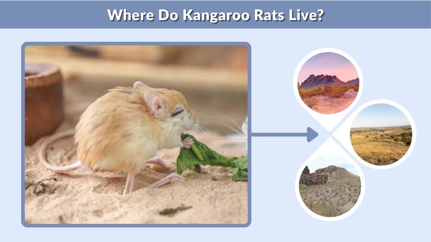 Where Do Kangaroo Rats Live?