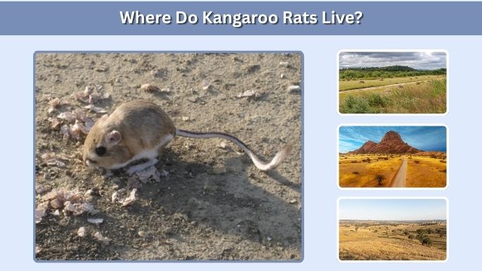 Where Do Kangaroo Rats Live?