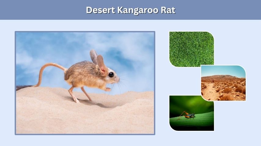 Desert Kangaroo Rat