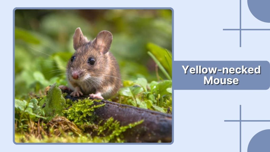 Yellow-necked Mouse