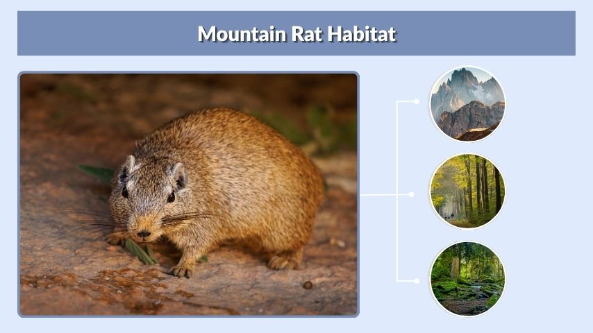 Mountain Rat Habitat