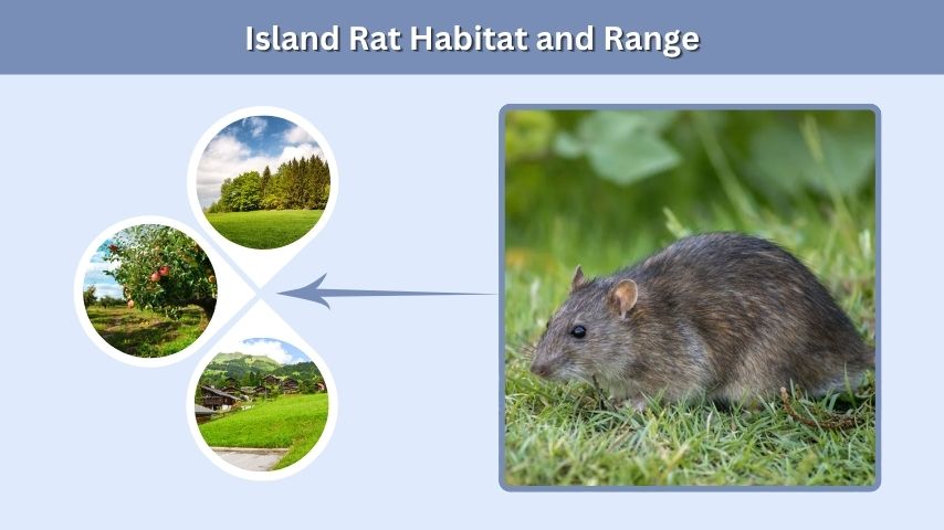 Island Rat Habitat and Range