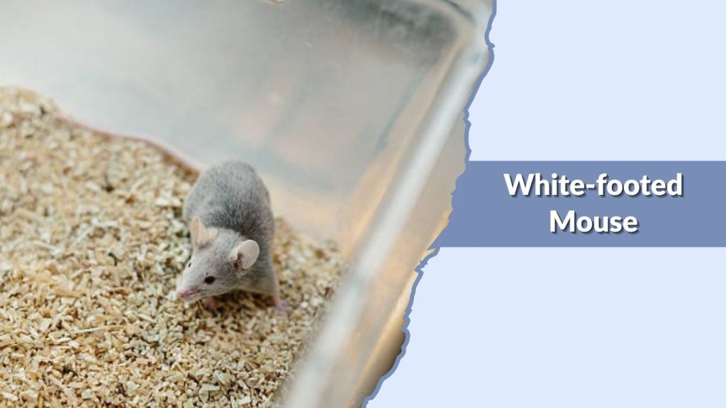  White-footed Mouse