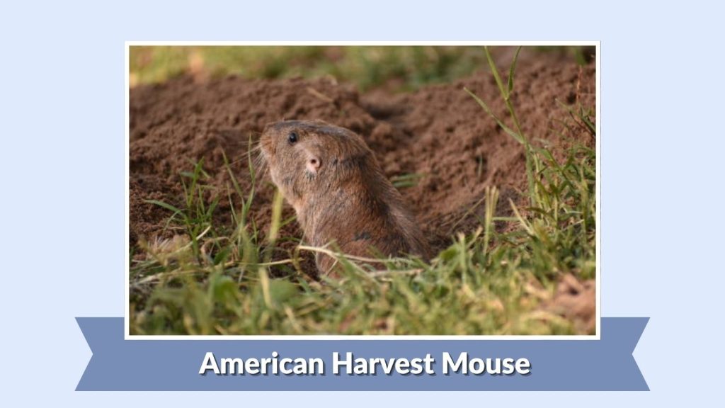 American Harvest Mouse