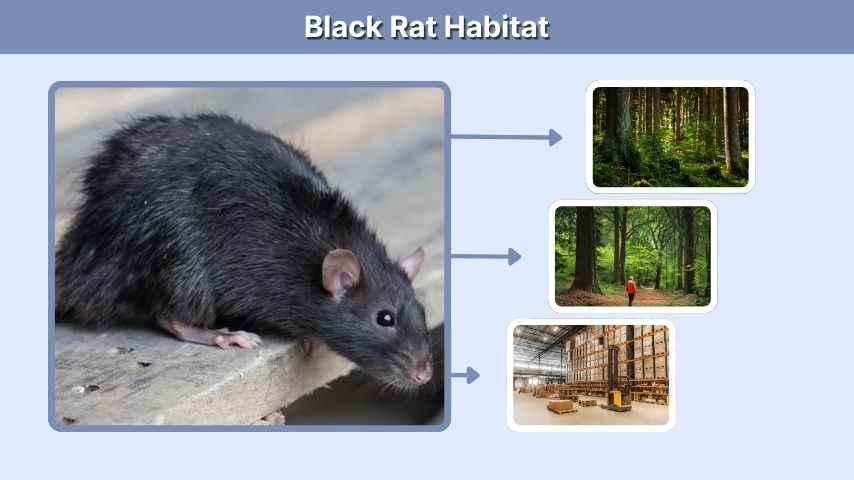 Black Rat Habitat