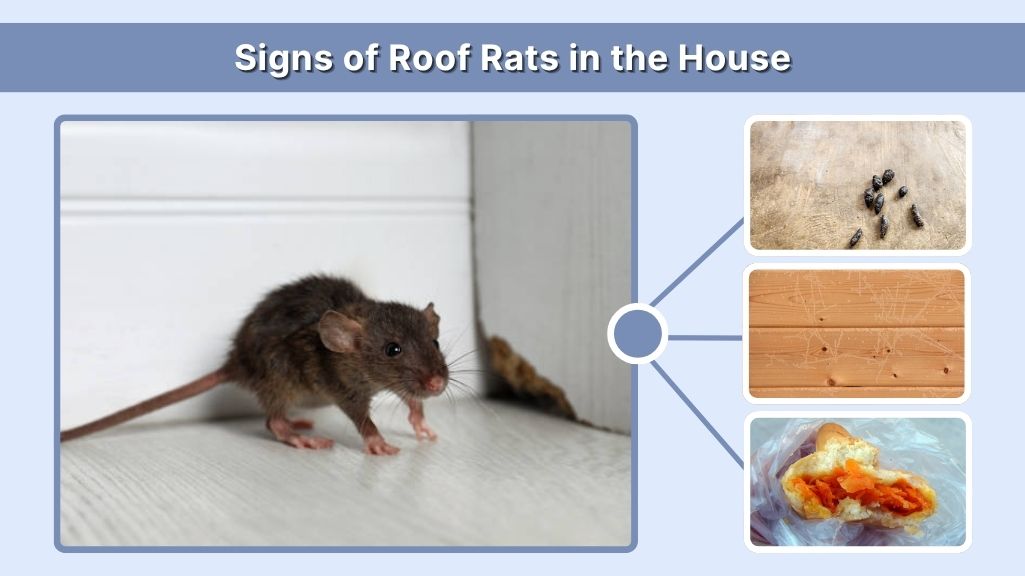 Signs of Roof Rats in the House
