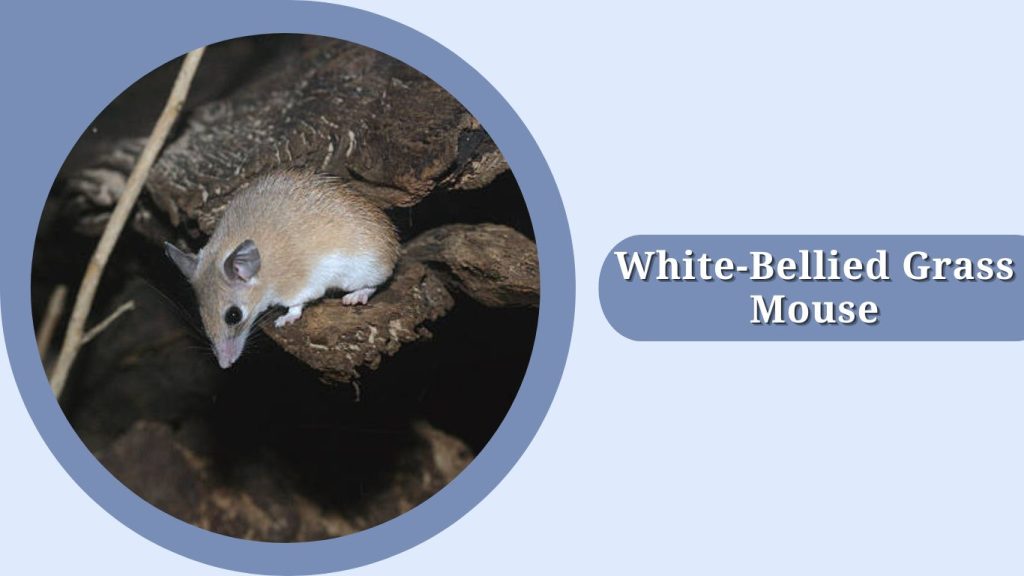 White-Bellied Grass Mouse