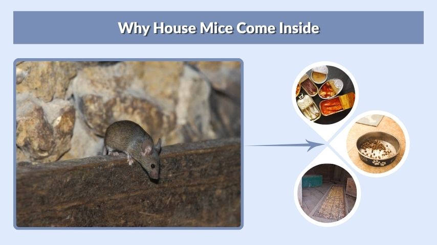 Why House Mice Come Inside