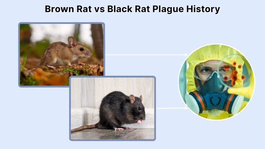 Brown Rat vs Black Rat Plague History