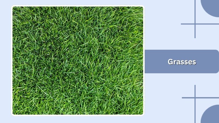Grasses