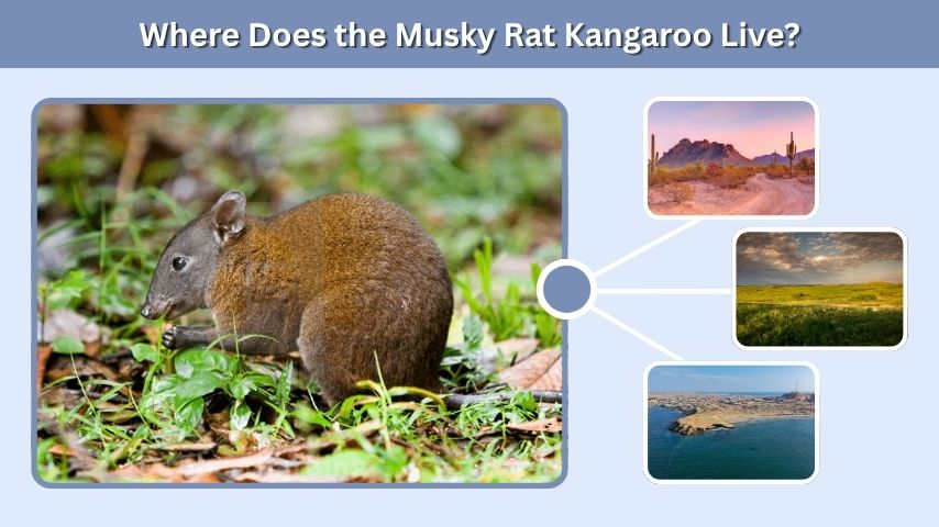 Where Does the Musky Rat Kangaroo Live?