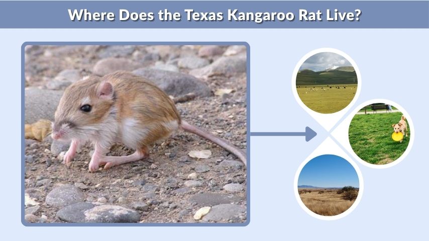 Where Does the Texas Kangaroo Rat Live?