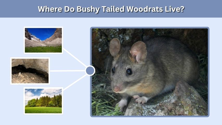 Where Do Bushy Tailed Woodrats Live?