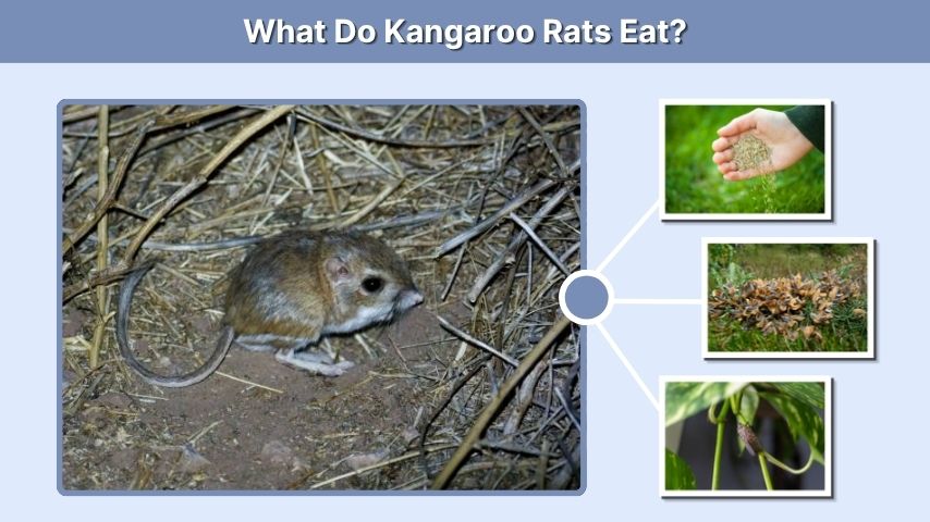 What Do Kangaroo Rats Eat?