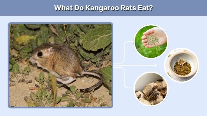 What Do Kangaroo Rats Eat?