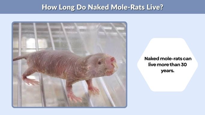 How Long Do Naked Mole-Rats Live?