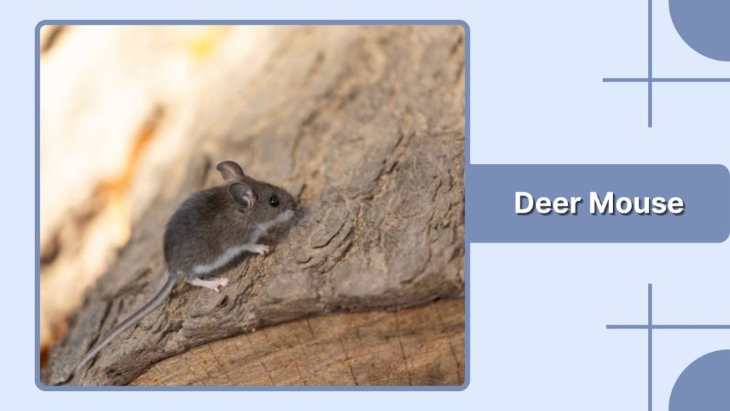 Deer Mouse