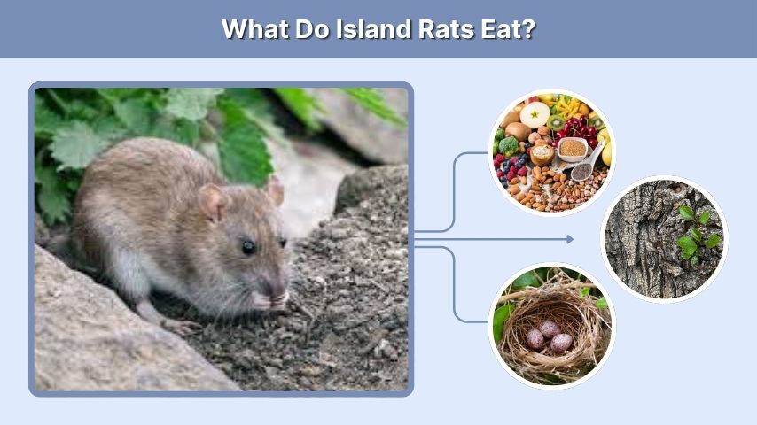 What Do Island Rats Eat?