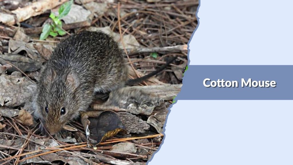  Cotton Mouse