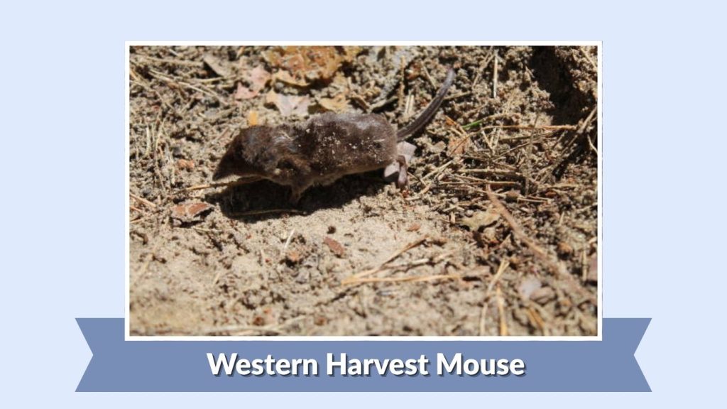 Western Harvest Mouse