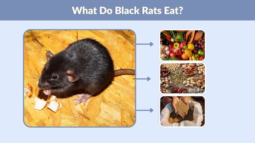 What Do Black Rats Eat?