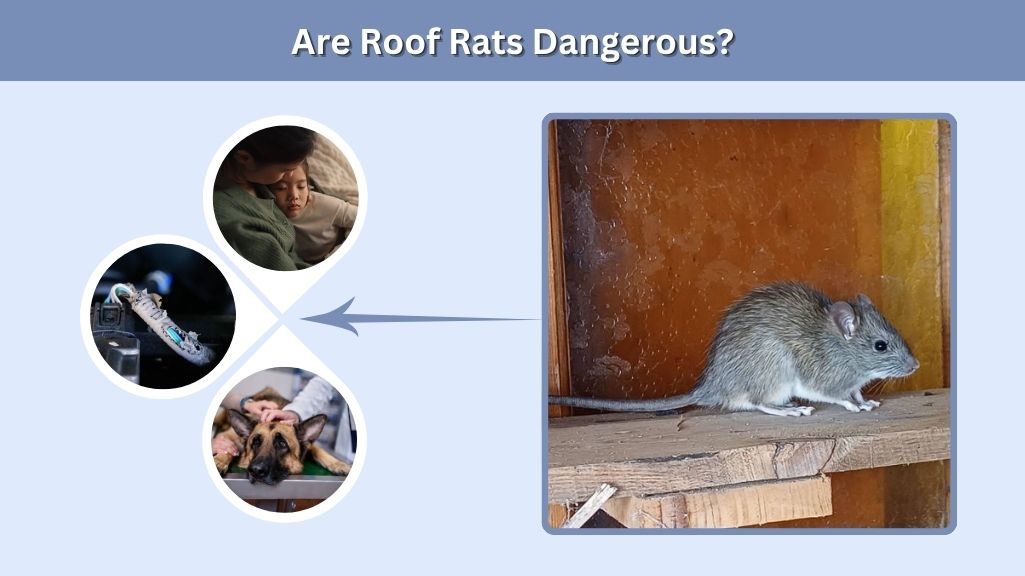 Are Roof Rats Dangerous?