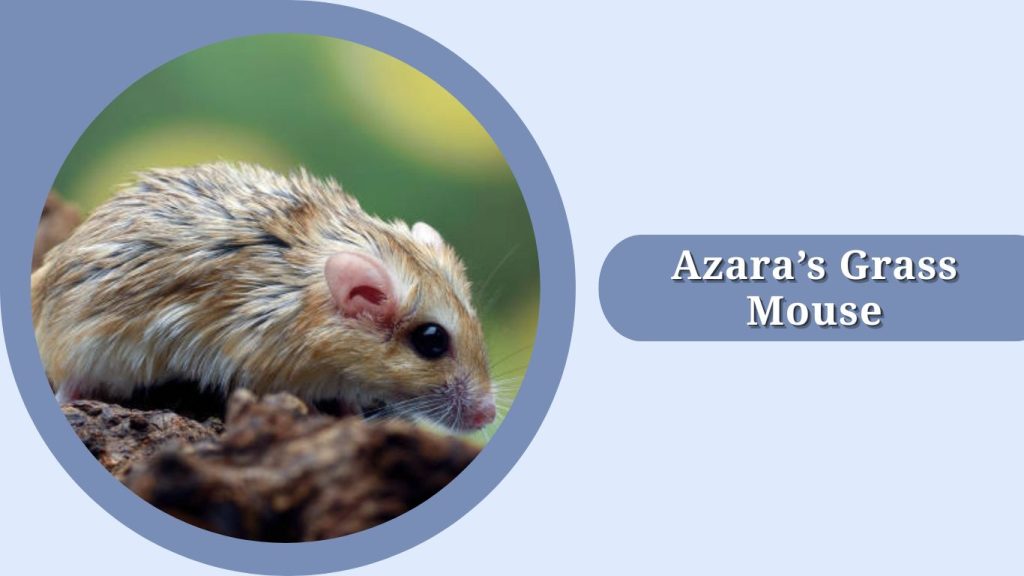Azara’s Grass Mouse