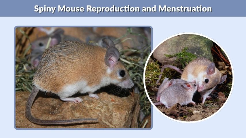 Spiny Mouse Reproduction and Menstruation