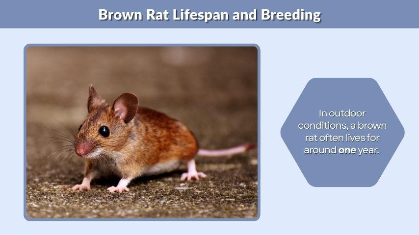 Brown Rat Lifespan and Breeding