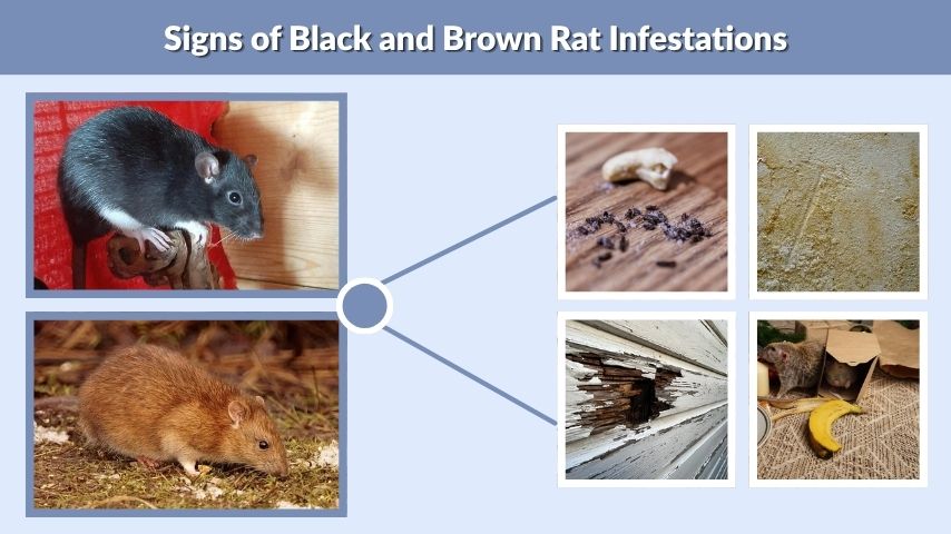 Signs of Black and Brown Rat Infestations