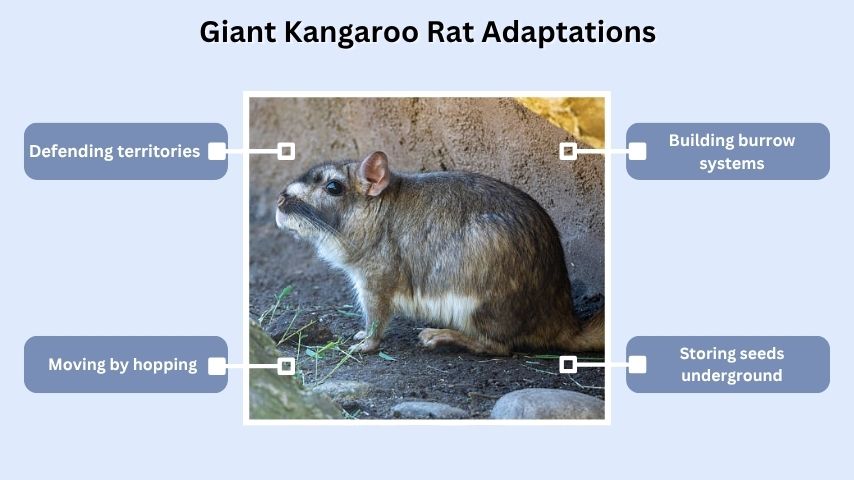 Giant Kangaroo Rat Adaptations