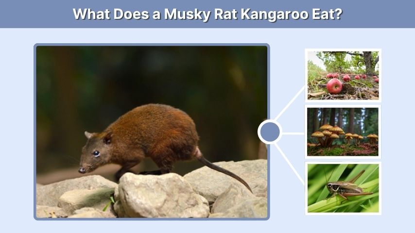 What Does a Musky Rat Kangaroo Eat?