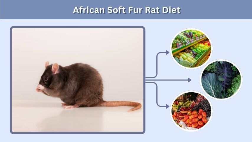 African Soft Fur Rat Diet