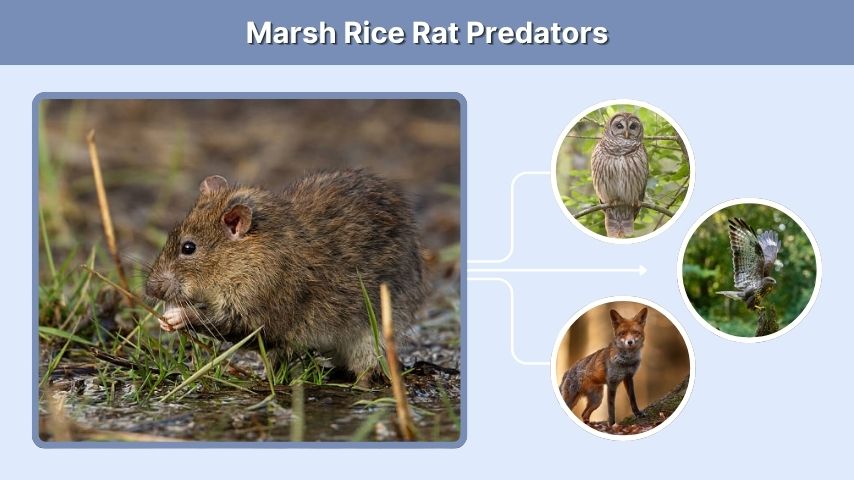 Marsh Rice Rat Predators