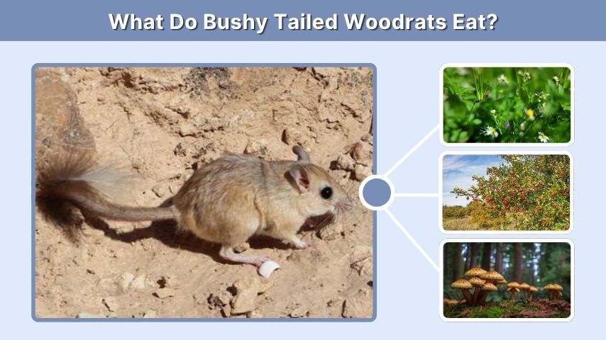 What Do Bushy Tailed Woodrats Eat?
