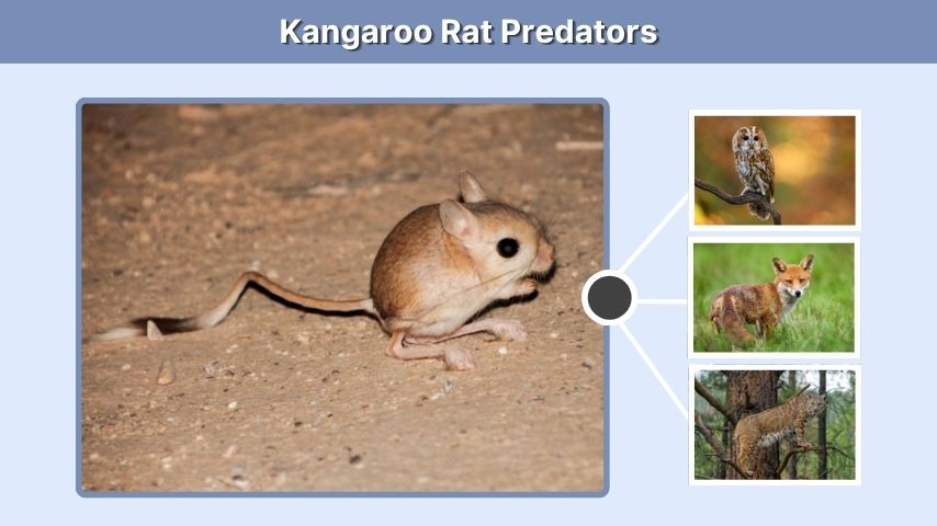 Kangaroo Rat Predators