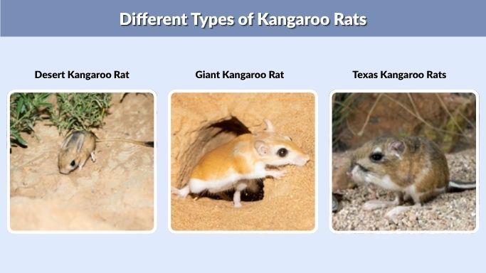 Different Types of Kangaroo Rats
