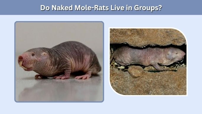 Do Naked Mole-Rats Live in Groups?