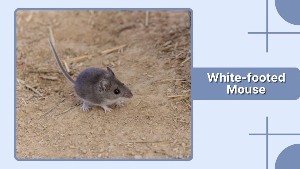 White-footed Mouse