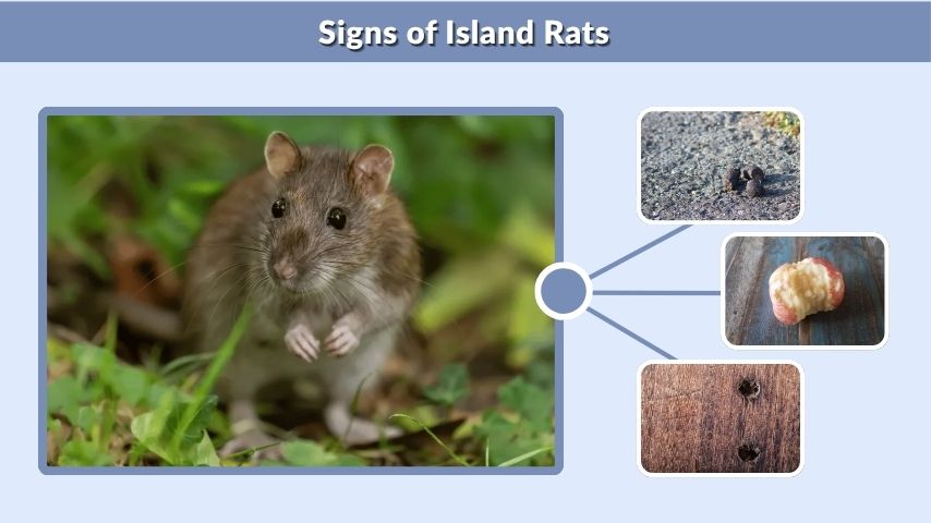 Signs of Island Rats