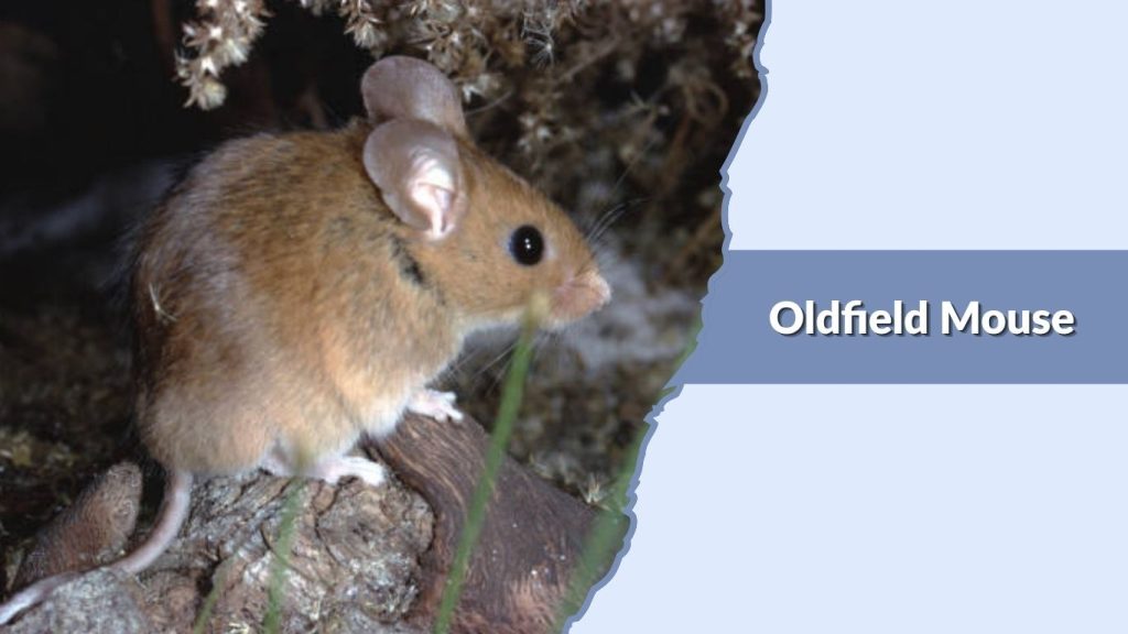 Oldfield Mouse