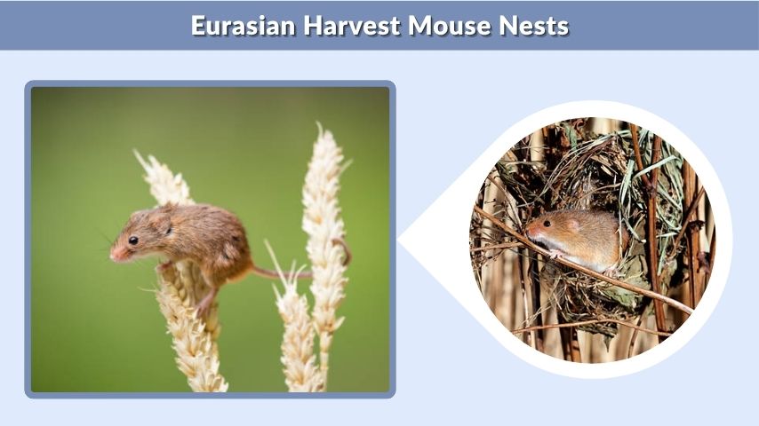 Eurasian Harvest Mouse Nests