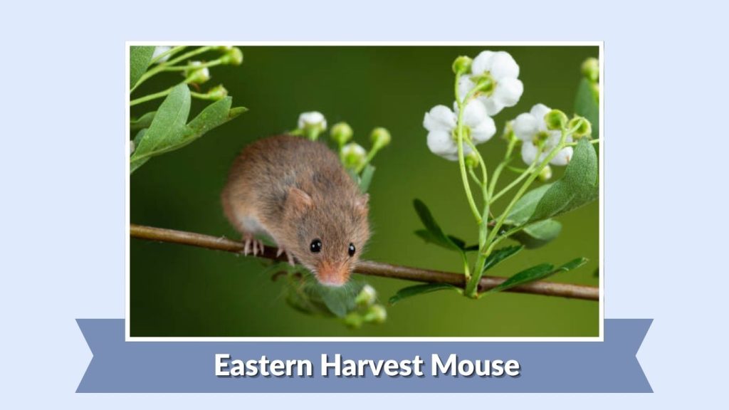 Eastern Harvest Mouse