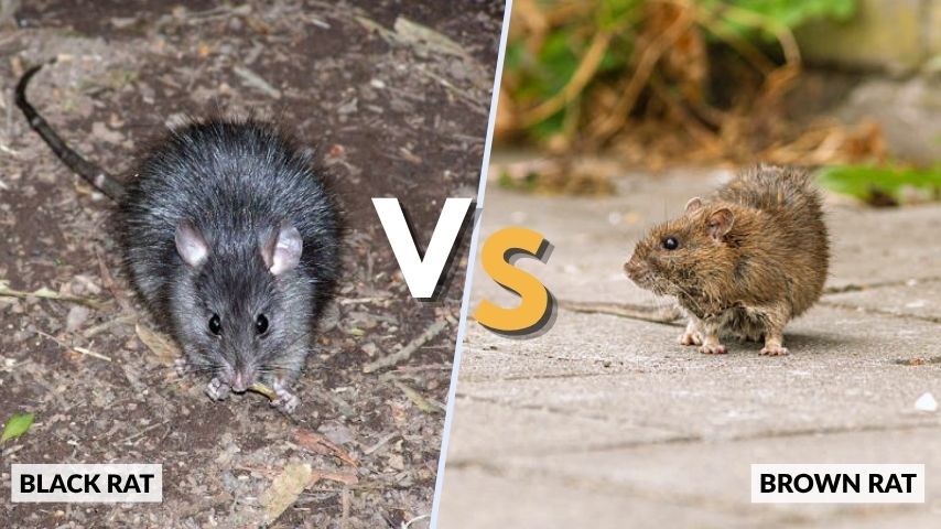 Black Rat vs Brown Rat