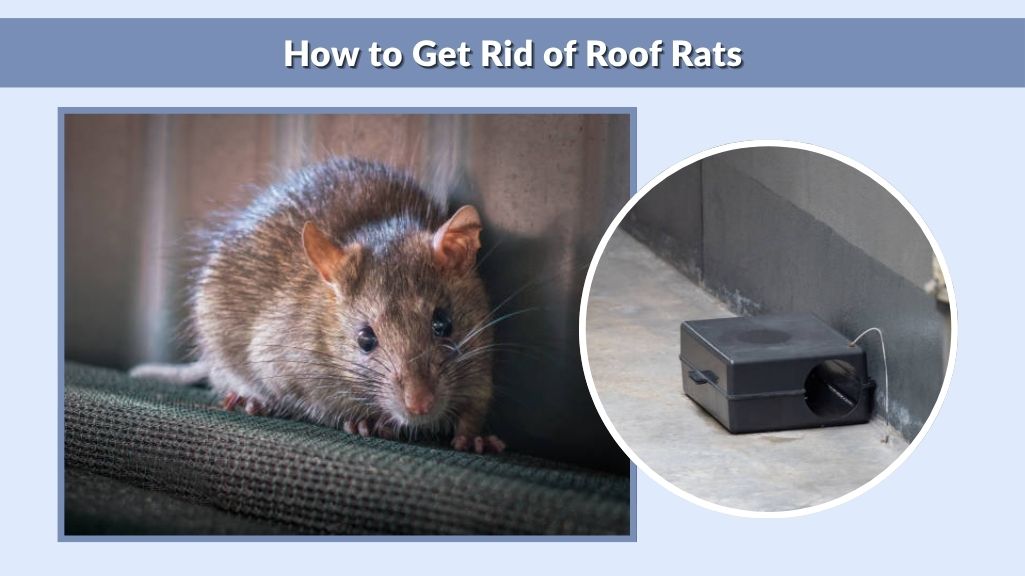 How to Get Rid of Roof Rats