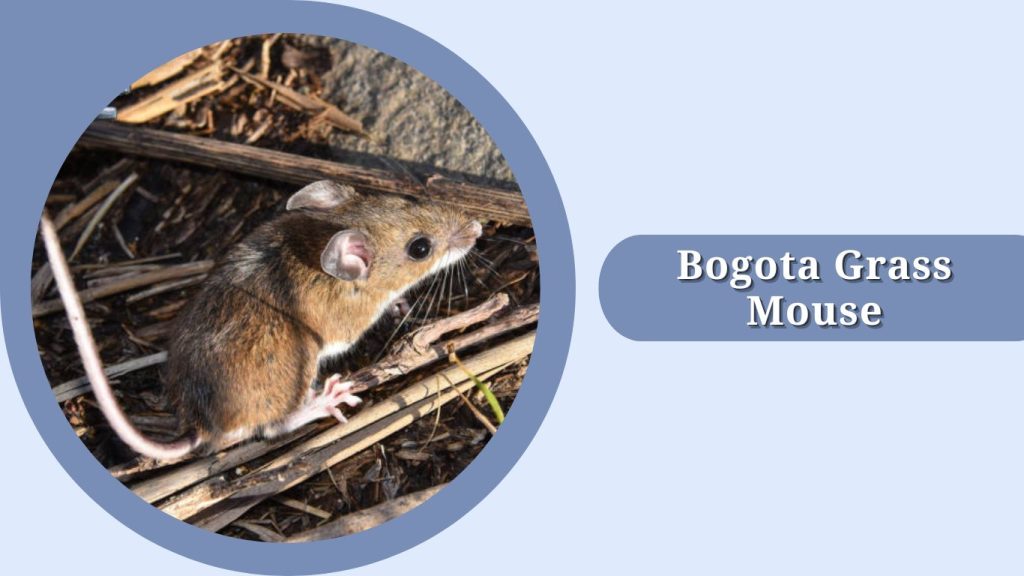 Bogota Grass Mouse