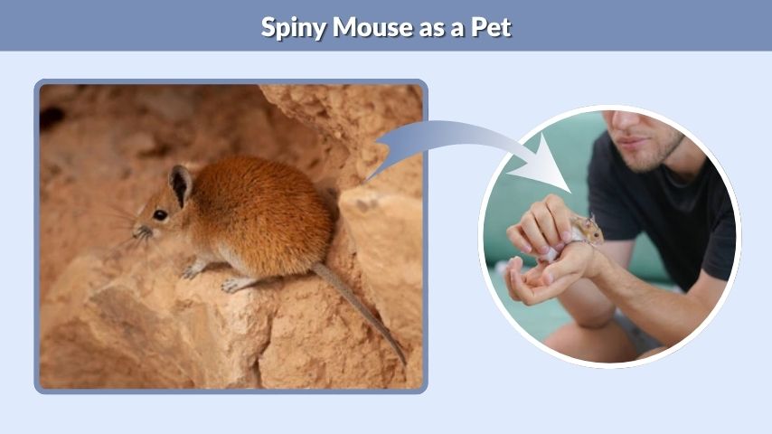 Spiny Mouse as a Pet